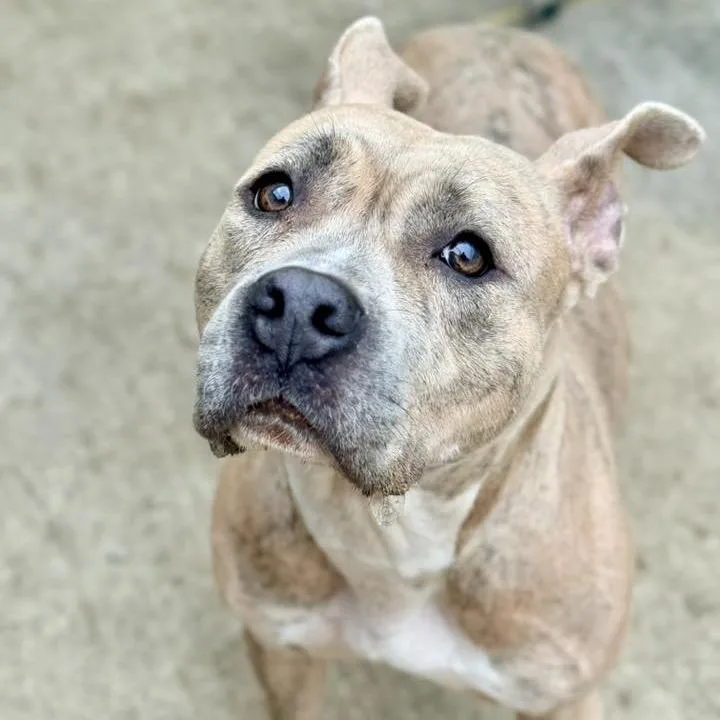 Yolko Ono thumbnail 4