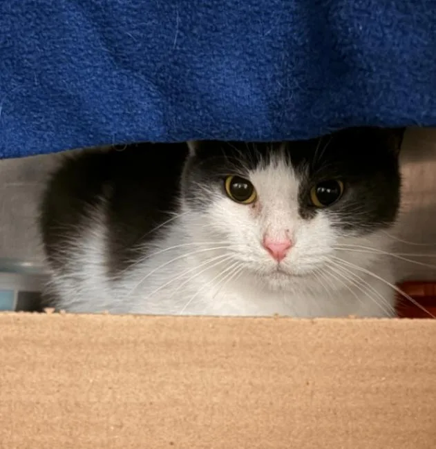 An adult medium-sized female Domestic Short Hair cat named Griffin for adoption in Cincinnati, OH