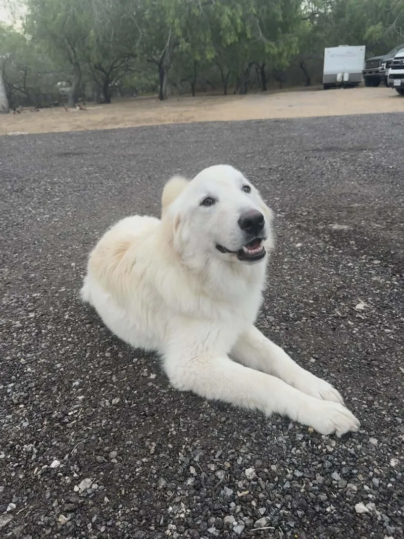 Wesley Smooch Sat thumbnail 2