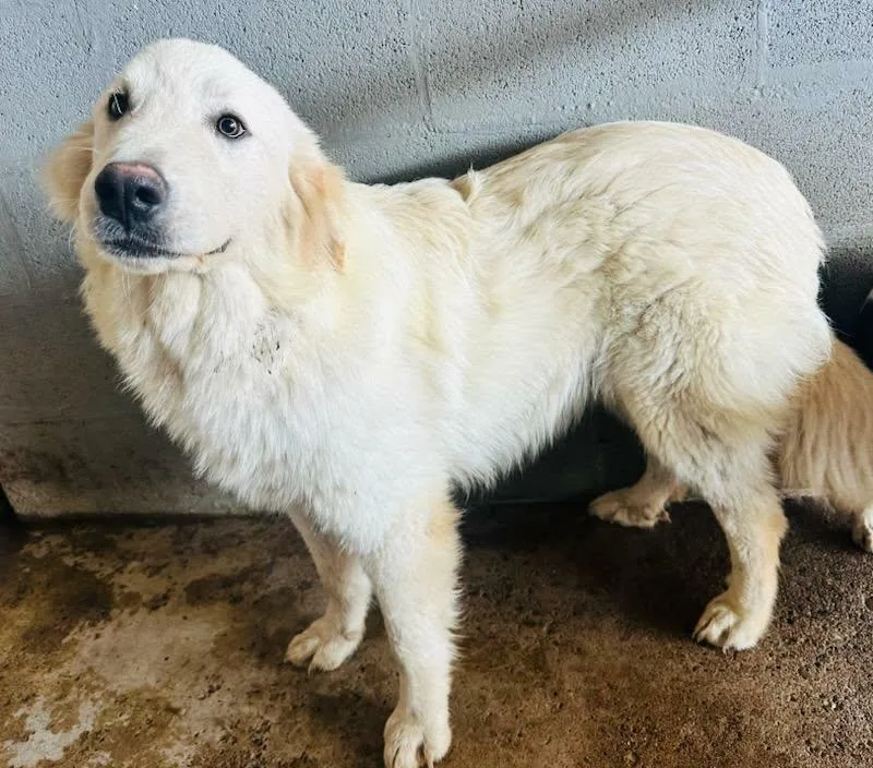 Wesley Smooch Sat thumbnail 3