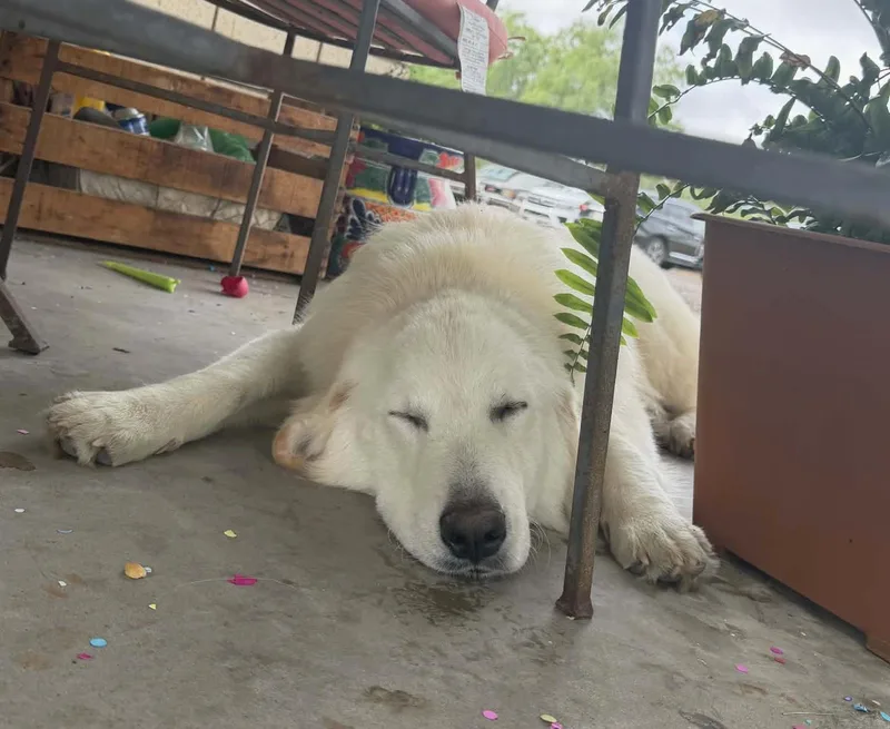 Wesley Smooch Sat thumbnail 5