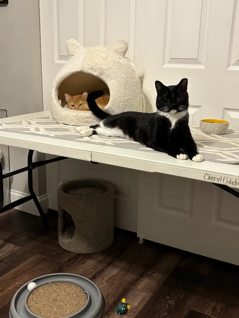 Goodfellow thumbnail 3