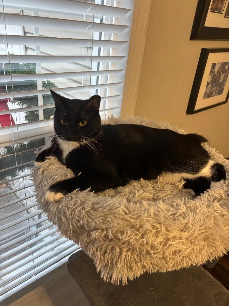 Goodfellow thumbnail 4