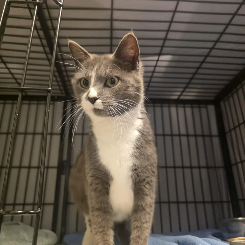 A young large-sized female Domestic Short Hair cat named Joy for adoption in Burlington, IA