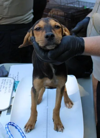 A young small-sized female Chihuahua dog named Lil Girl for adoption in Seneca, SC