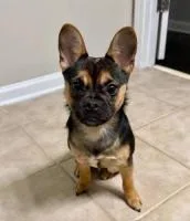 A young medium-sized female French Bulldog dog named Honey Hope for adoption in Alpharetta, GA
