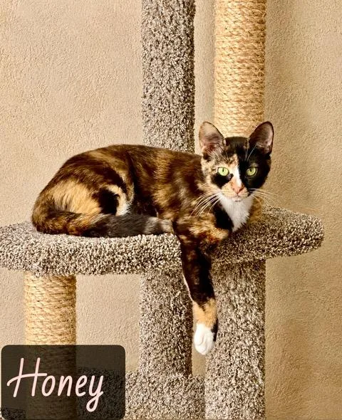 An adult medium-sized female Calico Domestic Short Hair cat named Honey for adoption in Englewood, FL