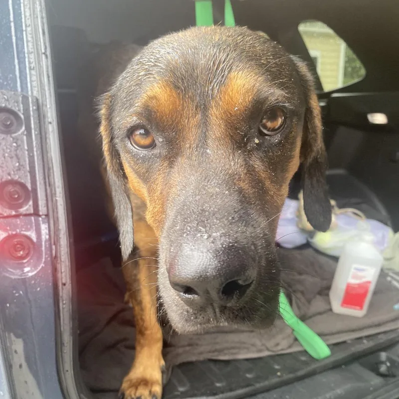 An adult medium-sized male Black Mixed Breed dog named Stan The Man for adoption in Red House, WV