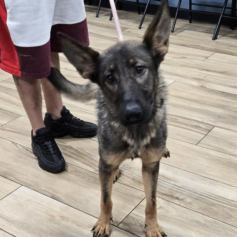 A baby small-sized female Sable German Shepherd Dog dog named Peggy for adoption in Newark, NJ