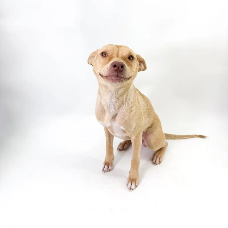 An adult small-sized female Golden Chihuahua dog named Sol for adoption in Scottsdale, AZ