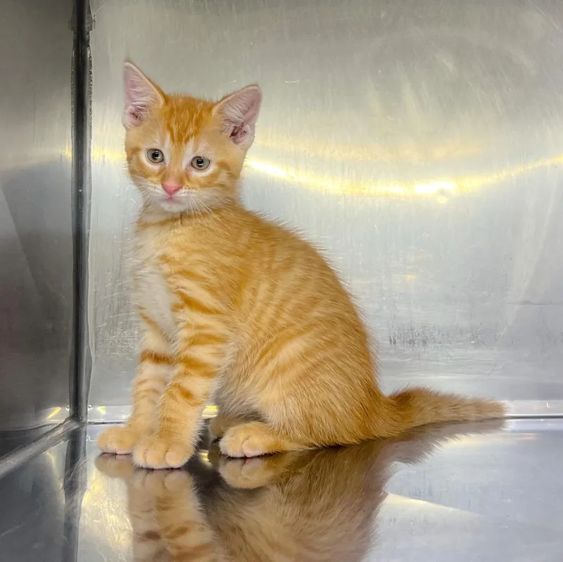 A baby medium-sized male Domestic Short Hair cat named Logan for adoption in Murray, KY