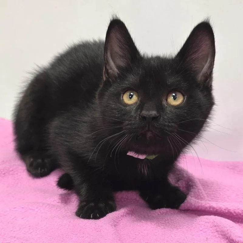 A baby small-sized female Black Domestic Short Hair cat named Nod for adoption in Fort Wayne, IN