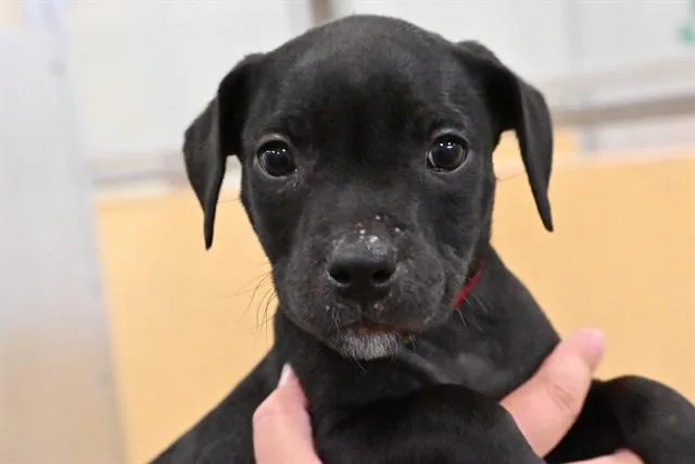 A baby medium-sized female American Staffordshire Terrier dog named Pearl for adoption in Fort Lauderdale, FL