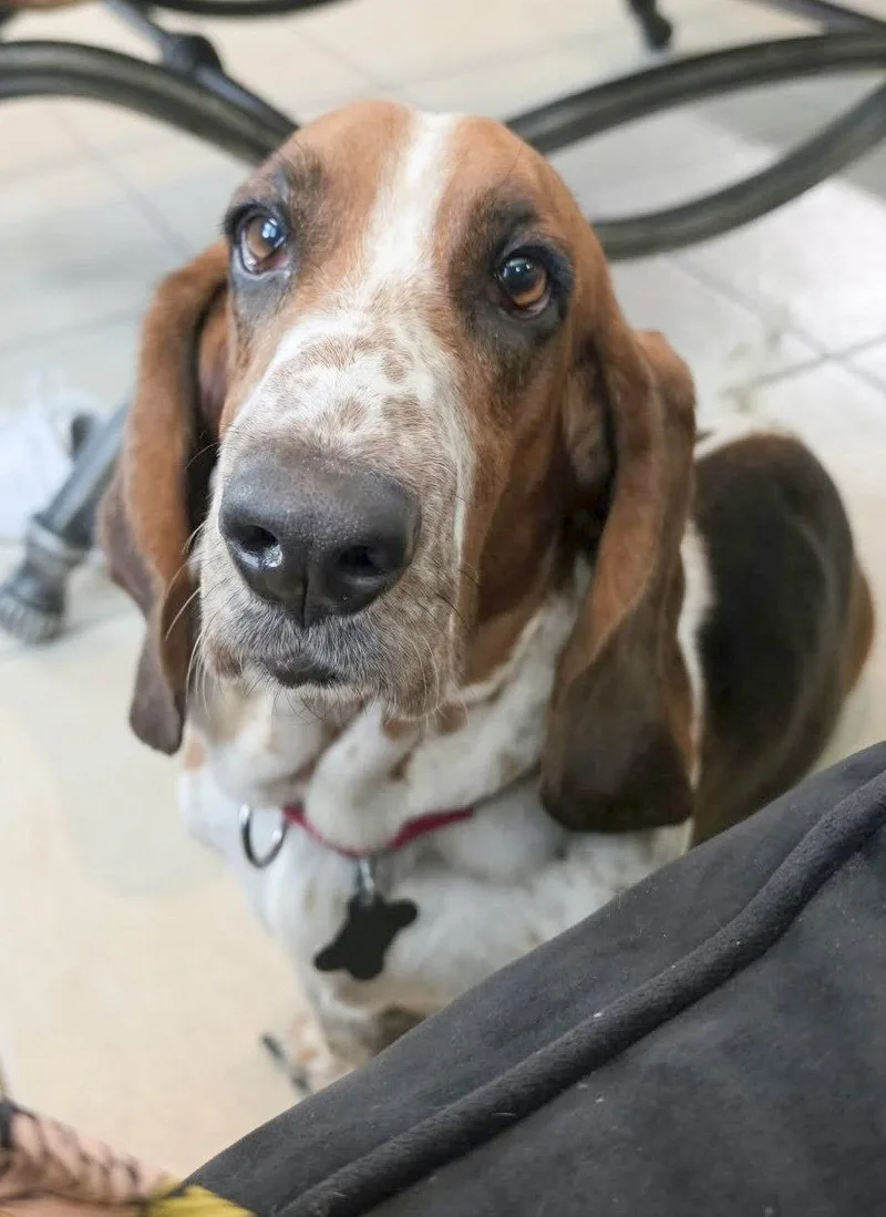 A young medium-sized female Basset Hound dog named Keira for adoption in Mays Landing, NJ