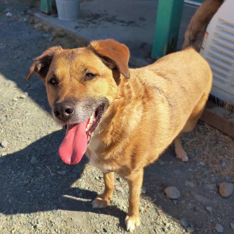 An adult large-sized male Shepherd dog named Carl for adoption in Weaverville, CA