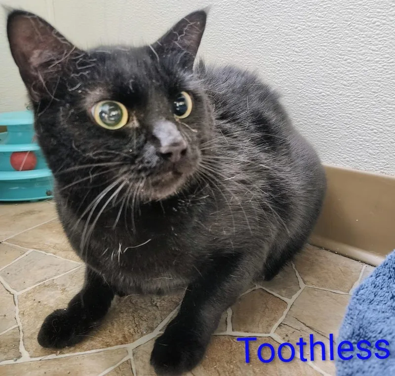 Toothless
