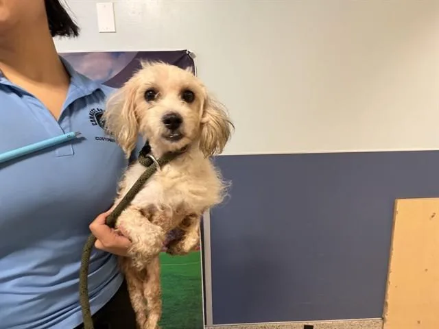 An adult medium-sized male Shih Tzu dog named Pickle for adoption in Miami, FL