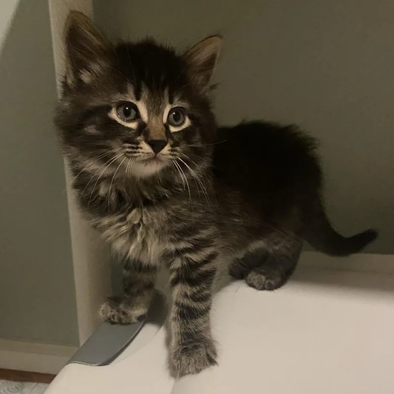 A baby small-sized male Black Domestic Long Hair cat named Conrad for adoption in Fairfax Station, VA