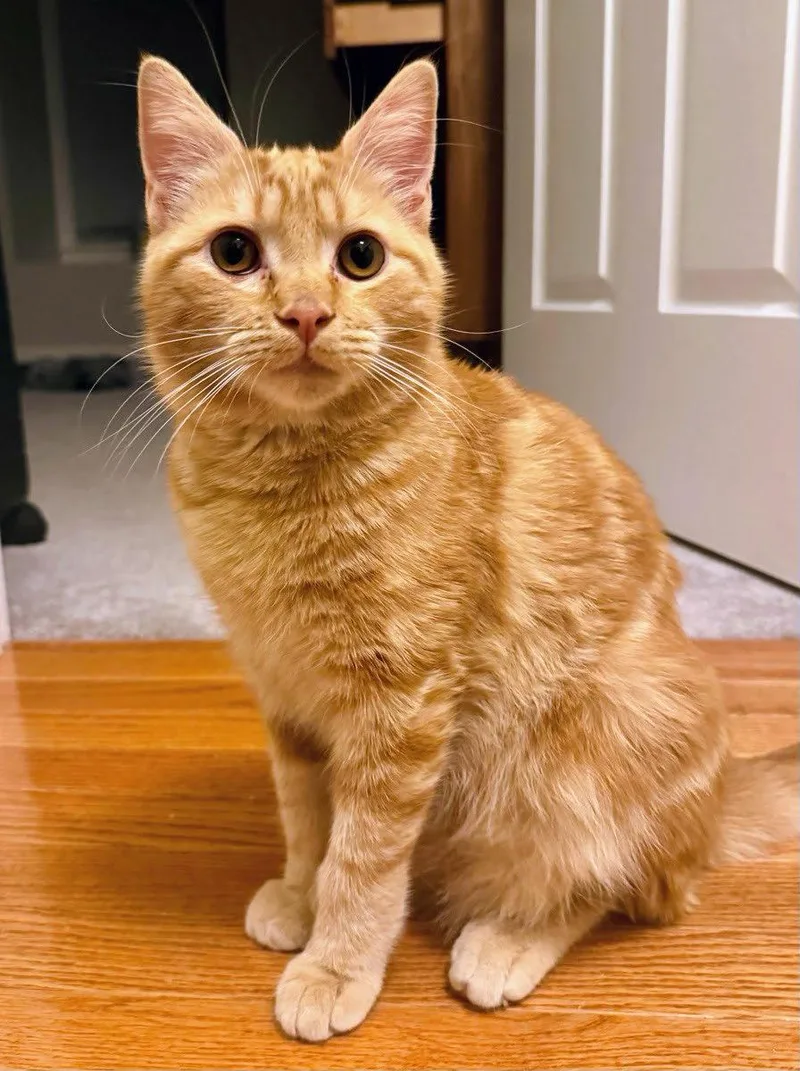 A young medium-sized male Orange / Red Domestic Short Hair cat named Beaker for adoption in Reston, VA