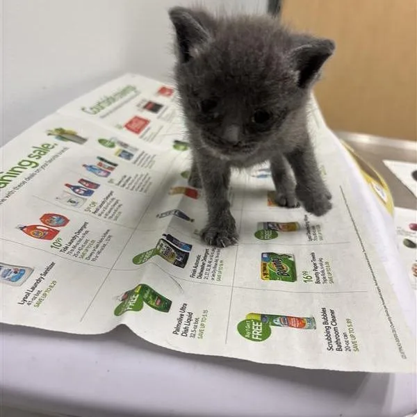 A baby small-sized female Black Domestic Short Hair cat named Pinto for adoption in Jacksonville, FL