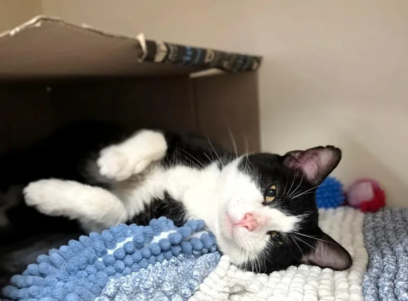 An adult large-sized male Domestic Short Hair cat named Tuxedo for adoption in Bloomington, IN