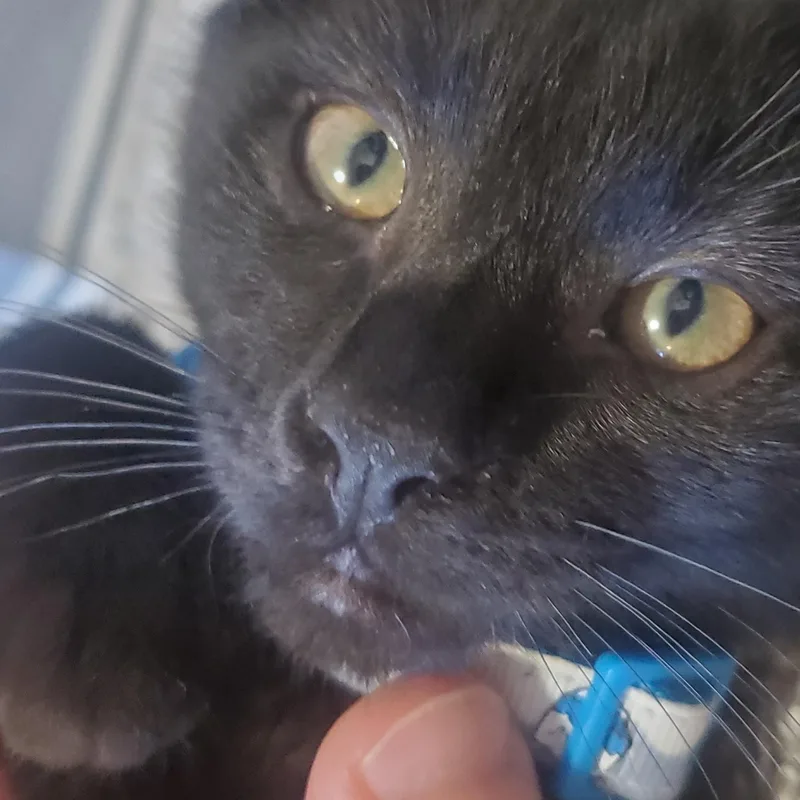 A baby medium-sized male Black Domestic Short Hair cat named Coach for adoption in Denver, CO