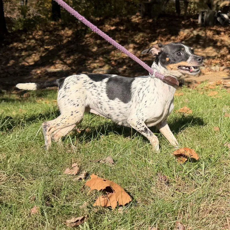 An adult small-sized female Tricolor (Brown, Black, & White) Chihuahua dog named Roxy for adoption in Latrobe, PA