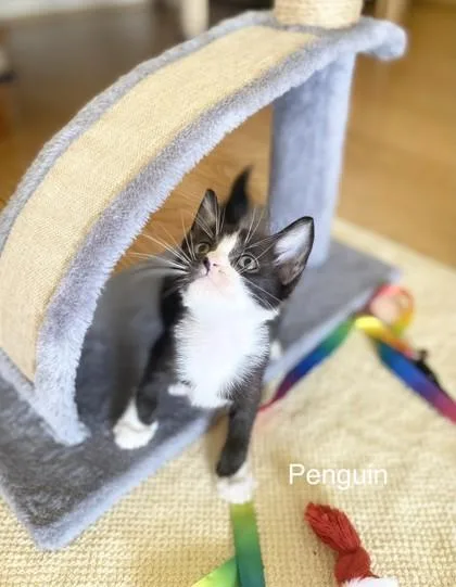 A baby small-sized female Domestic Short Hair cat named Penguin for adoption in Honolulu, HI