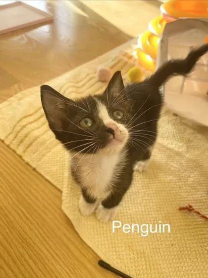 Penguin thumbnail 2