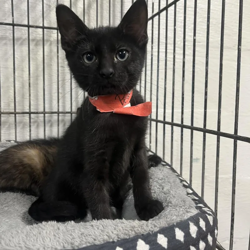 A baby medium-sized male Domestic Short Hair cat named Puma for adoption in Clanton, AL
