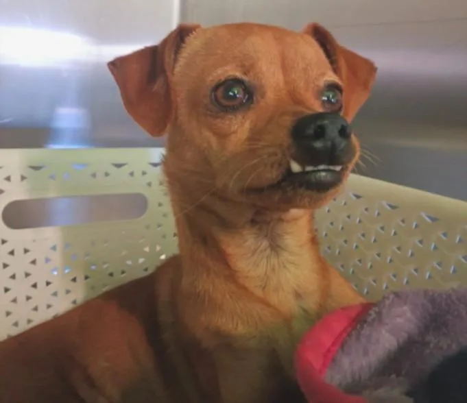An adult small-sized male Chihuahua dog named Pancho for adoption in Chatsworth, CA
