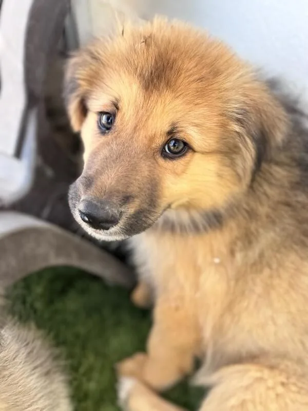 A baby large-sized male Golden Great Pyrenees dog named Teddy for adoption in Van Nuys, CA