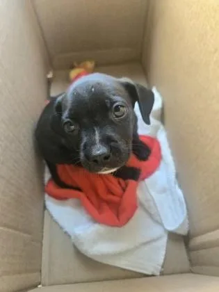 A baby small-sized female Mixed Breed dog named Feenie for adoption in Atlanta, GA