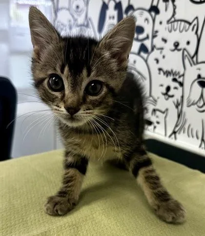 A young small-sized male Domestic Short Hair cat named B Yogi for adoption in North Charleston, SC