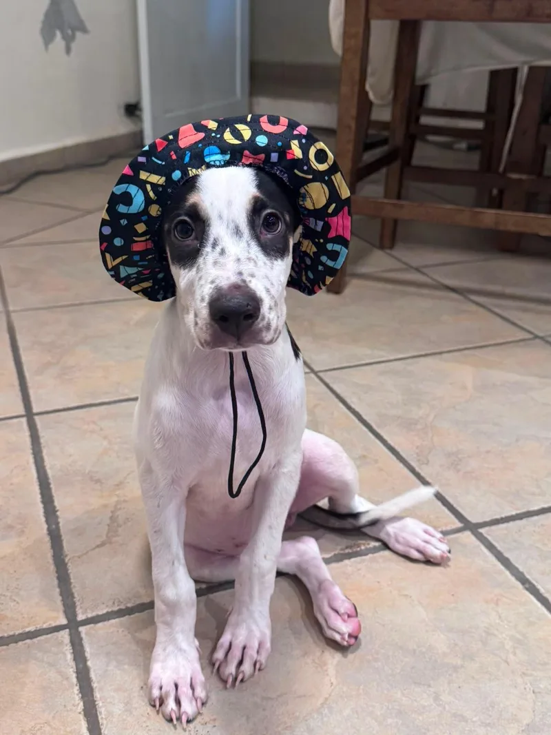 A baby medium-sized female English Pointer dog named Blair for adoption in New York, NY