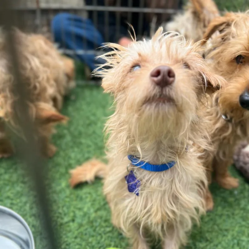 An adult small-sized male Yellow / Tan / Blond / Fawn Terrier dog named Huckleberry for adoption in San Francisco, CA