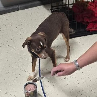 A young small-sized female Brown / Chocolate Mixed Breed dog named Lizzie for adoption in Springboro, OH