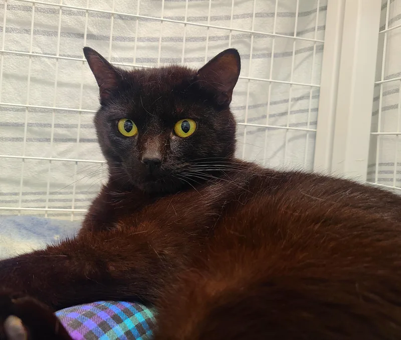 A young medium-sized male Black Domestic Short Hair cat named Dough Boy for adoption in Kirkland, WA