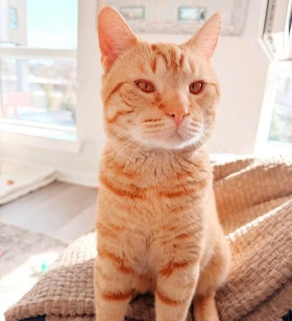 A young large-sized male Tabby (Orange / Red) Tabby cat named Bubba for adoption in Philadelphia, PA