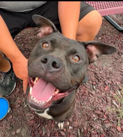 An adult extra large-sized female Black Pit Bull Terrier dog named Remi for adoption in Kansas City, MO