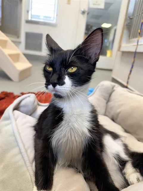 A young large-sized female Domestic Medium Hair cat named Amara for adoption in Santa Cruz, CA