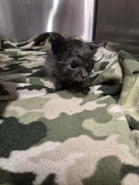 A baby small-sized female Domestic Short Hair cat named A for adoption in Lawrenceville, GA