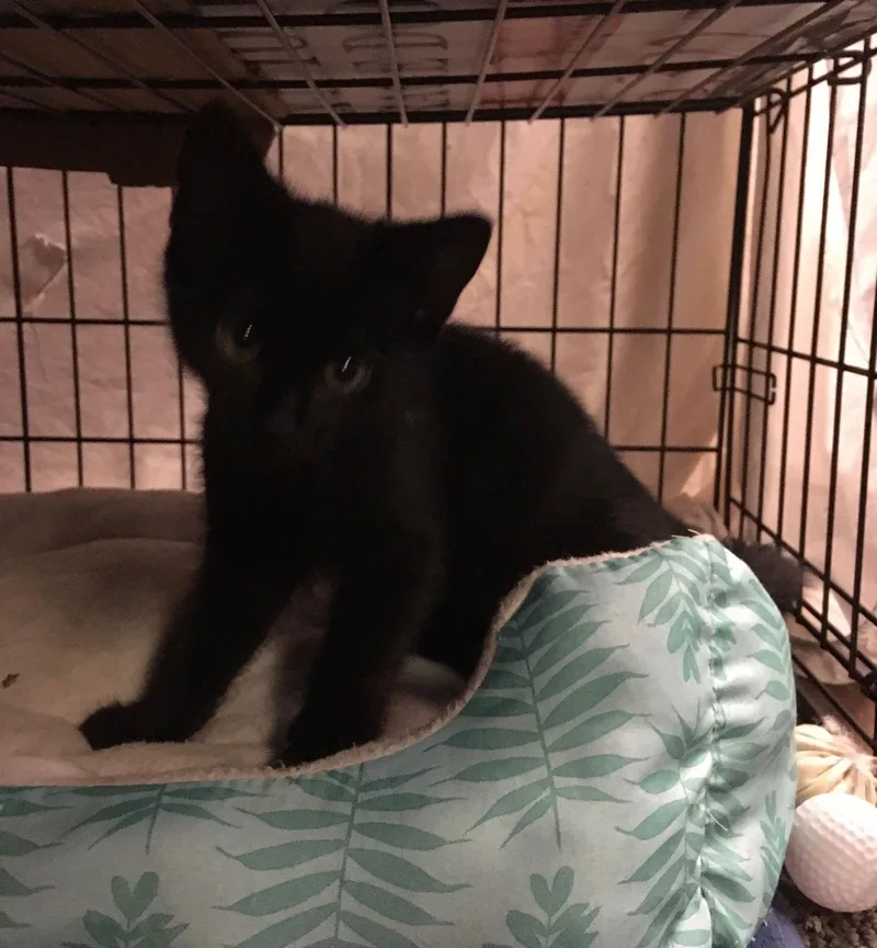 Bonnie Bonded Julio thumbnail 2