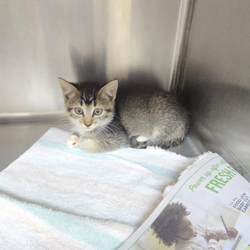 A baby small-sized female Brown / Chocolate Domestic Short Hair cat named Zelari for adoption in Yanceyville, NC