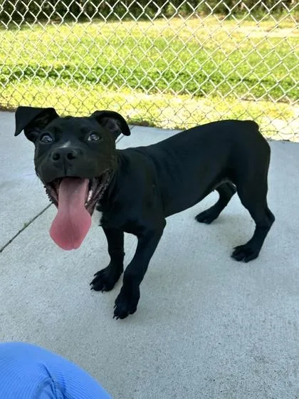 A young small-sized female Pit Bull Terrier dog named Tooty for adoption in King William, VA