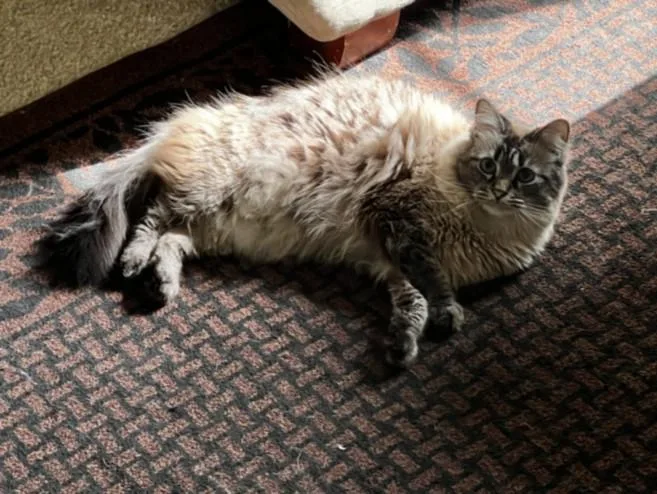 An adult small-sized male Siamese cat named Sully for adoption in Las Vegas, NV