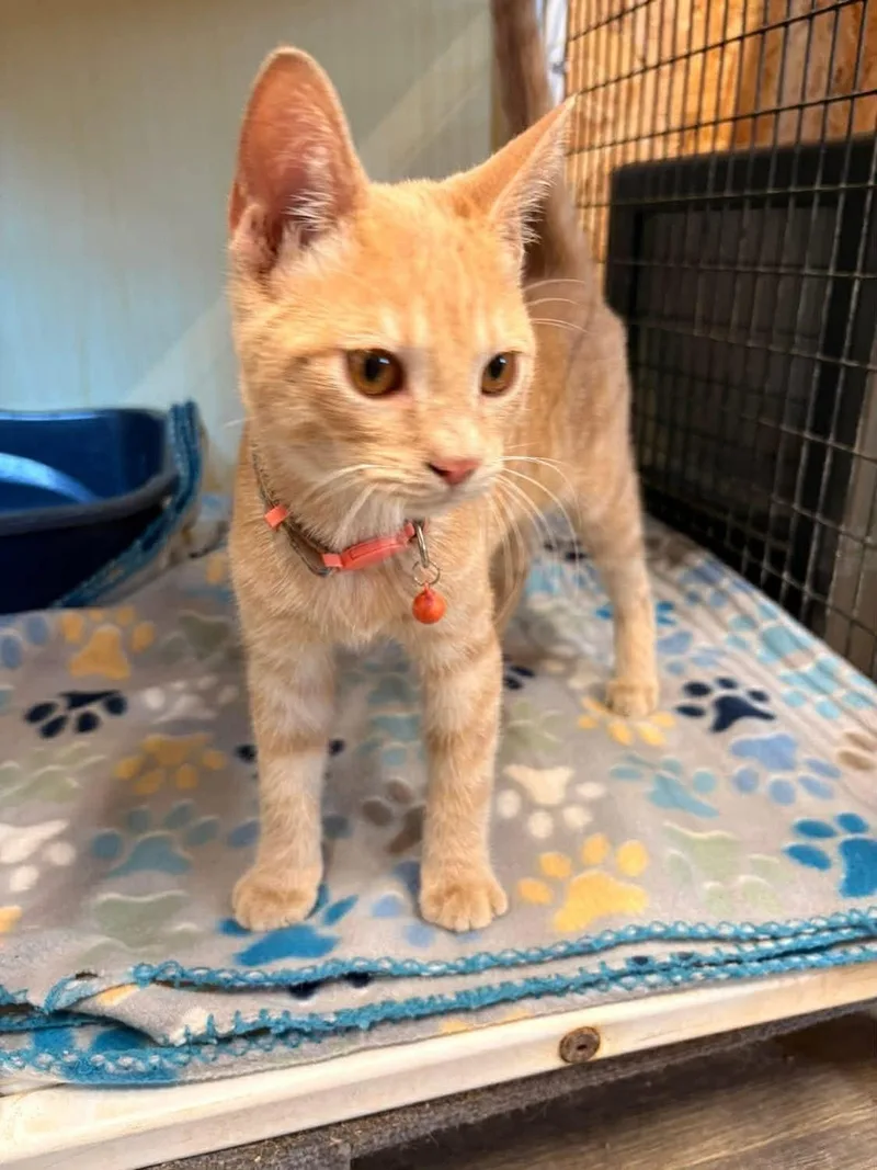 A young medium-sized male Tabby cat named Frito for adoption in Pleasanton, TX