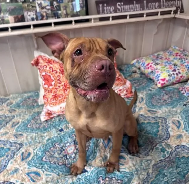 An adult medium-sized female Shar-Pei dog named Jade for adoption in Charlotte, NC