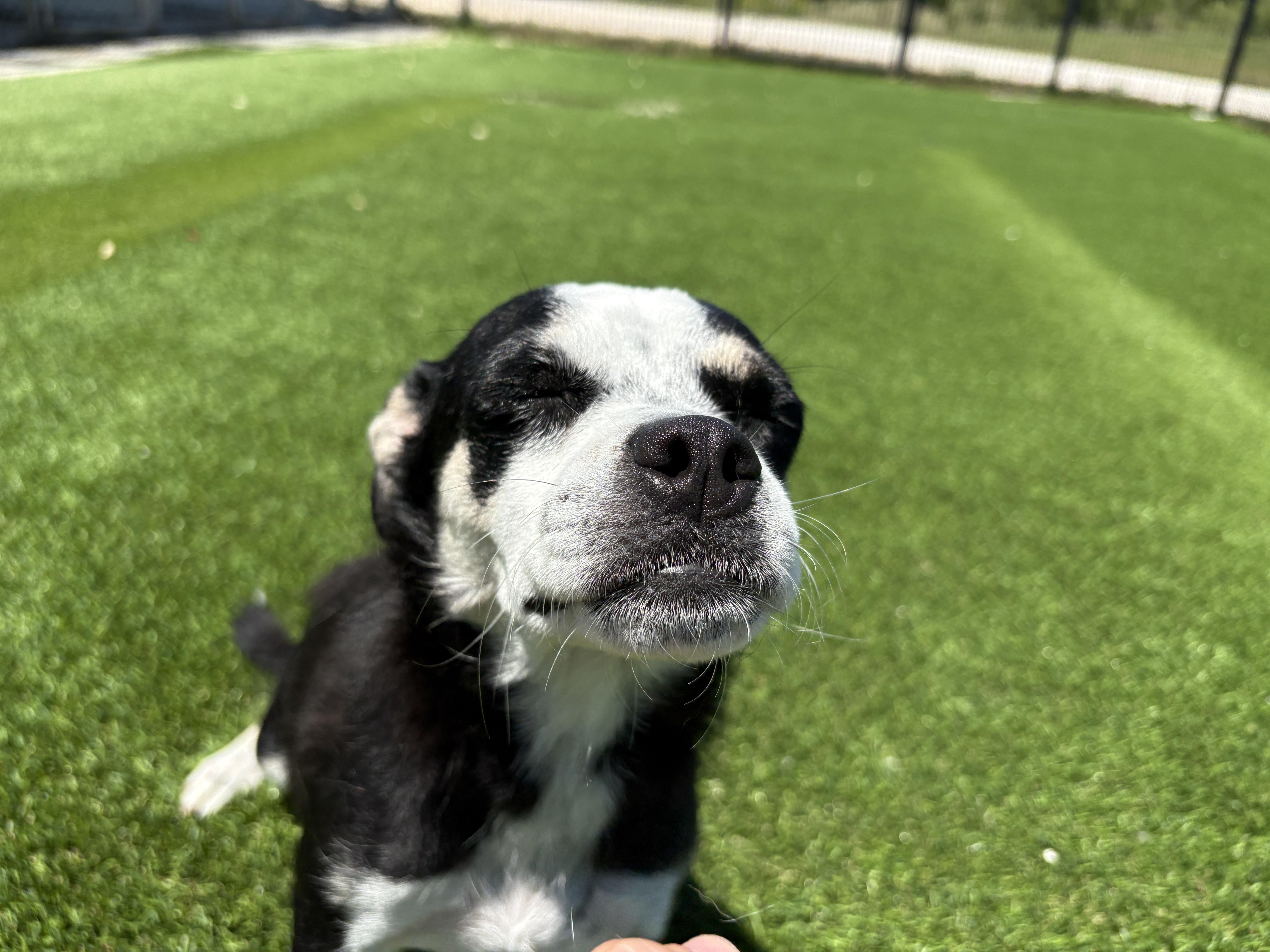 An adult small-sized female Chug dog named Miss Piggy for adoption in Auburn, NE