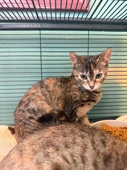 A baby medium-sized female Brown / Chocolate Domestic Short Hair cat named Marl for adoption in Waupaca, WI